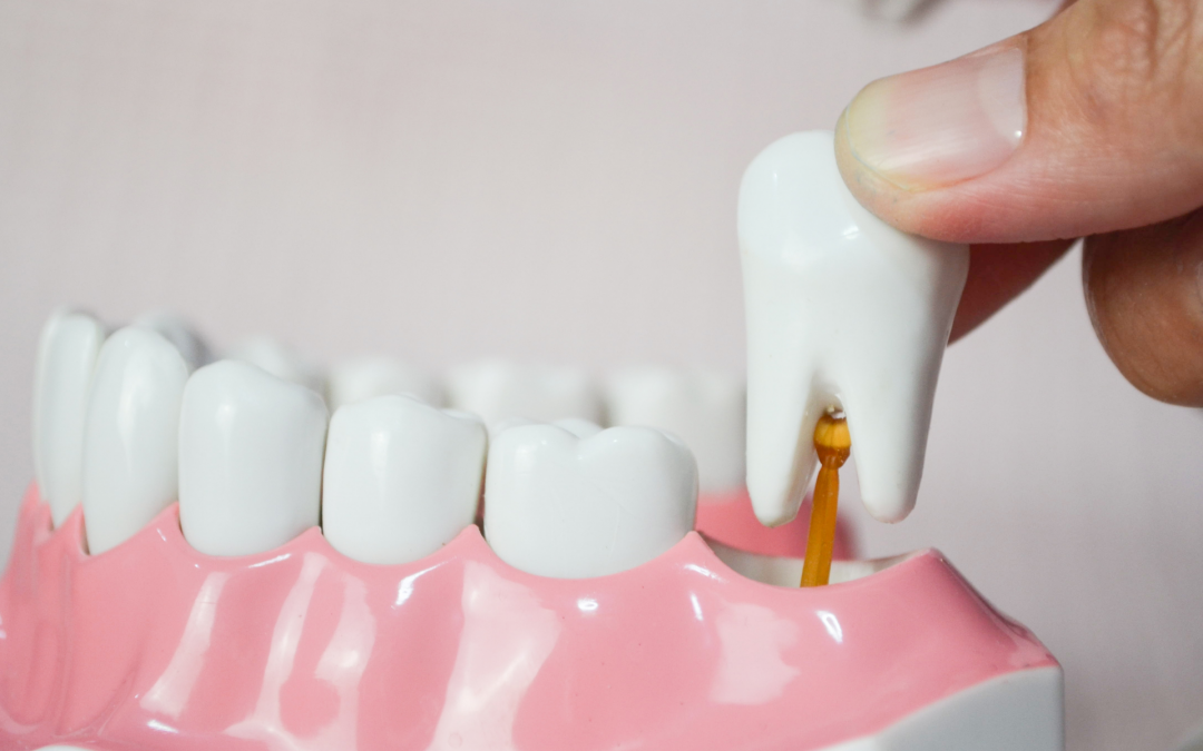 Denti premolari e molari: differenze e caratteristiche
